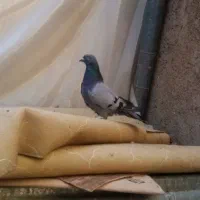 ماده سبز صدا کت دار معاوضه با ماده سینه یادمسفید