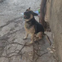 سگ نگهبان ژرمن