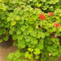 گل شمعدانی