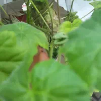 اجاره منزل مسکونی مستقل در جهادگران