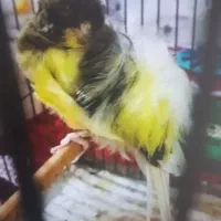 قناری|پرنده|تربتحیدریه, ترمینال|دیوار