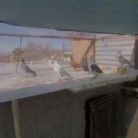 کفتر پلاکی و بهبونی