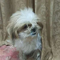 فروش سگ پاکوتا