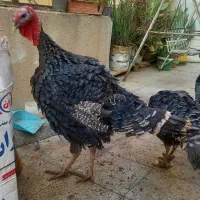 ۳ عدد بوقلمون جوان کاملا رگانیک|حیوانات مزرعه|تهران, دولاب|دیوار