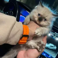 جشنواره فروش بچه گربه هیمالین اصل