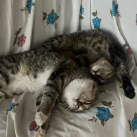 واگذاری گربه dsh|گربه|قائم‌شهر, |دیوار