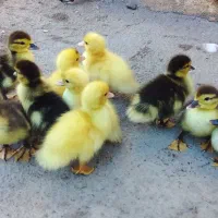 جوجه اردک اسرائیلی سالم و سرحال