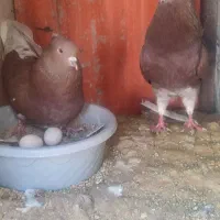 کفتر سرخ کاکل