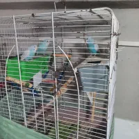 مرغ عشق۳عددبالغ دونه ای۴۰۰