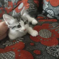 گربه