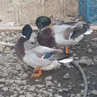 فروش اردک|حیوانات مزرعه|فومن, |دیوار