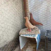 کبوترزردسرخ کرمانی درچناران