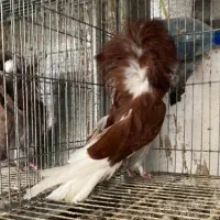 کبوتر زینتی|پرنده|تهران, پارک شهر|دیوار