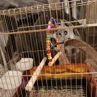 قفس|لوازم جانبی حیوانات|قم, نیروگاه|دیوار