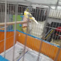 قناری مولد|پرنده|آمل, |دیوار