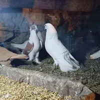 فقط تماس|پرنده|اهر, |دیوار