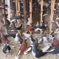 ی جفت پشتی و 20 تا شهری