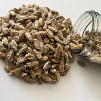 انواع مغز/مغز کال/مغز صادراتی/مغز اقتصادی
