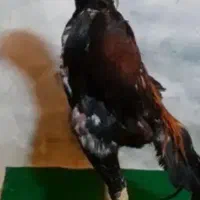 تخم مرغ اوشامو