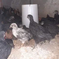 جوجه مرغ بلک