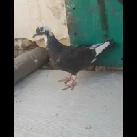 کبوتر|پرنده|تربت‌حیدریه, رضاشهر|دیوار