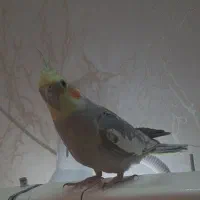 گمشده