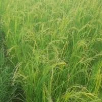 کاه سر بیجار