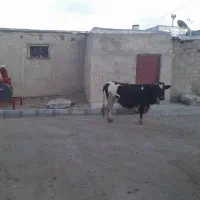 فروش هشت عدد ماده گاو درجه یک|حیوانات مزرعه|حسین آباد, |دیوار