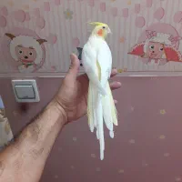 عروس هلندی ماده|پرنده|تهران, خانیآباد|دیوار