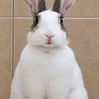 خرگوش