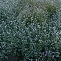 زمین-کشاورزی-اجاره-برا-خورشیدی-کردن