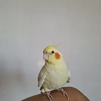 عروس هلندی|پرنده|شیروان (خراسان), |دیوار