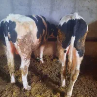 گوساله نر گوشتی