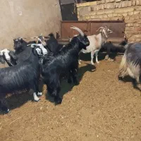 فروش 5عدد کهره سبک وزن