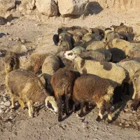 ۱۳۰ راس میش