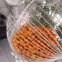 گردون قرعه کشی بزرگ 500عدد توپ