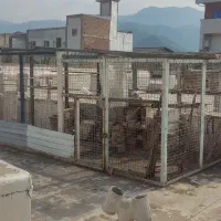 قفس