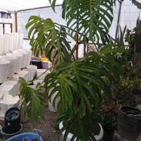 برگ انجیری مانستر و دارای میوه خوراکی استوایی