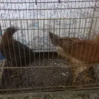 دوتا خروس ی مرغ