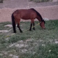 اسب گله ای اروم ب شرط رمه