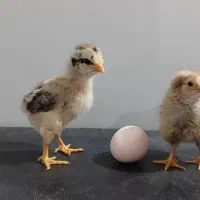 جوجه گلپایگان جوجه اردک‌‌ فروش به صورت جزعی و کلی