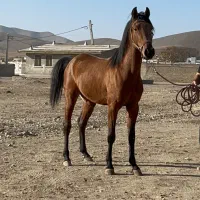 کره نریان (پدر و مادر تاییده یک کرد )