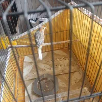 جوجه قناری نر|پرنده|خمینی‌شهر, |دیوار