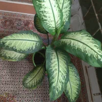 گل دیفن باخیا