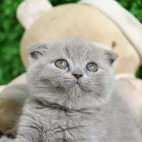 توله نارنجی بریتیش اسکاتیش|گربه|کرمان, |دیوار