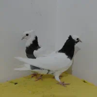 دوجفت جوجه گره طوق و سفید|پرنده|میناب, |دیوار