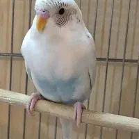 مرغ عشق دستی رام شده