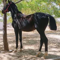 فروش ۳راس اسب خوش قیمت