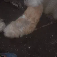 دختر تقریبا ۳ ساله|سگ|کیاشهر, |دیوار