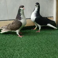 کفتر طاقی وشامپیون...